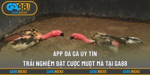 App Đá Gà Uy Tín