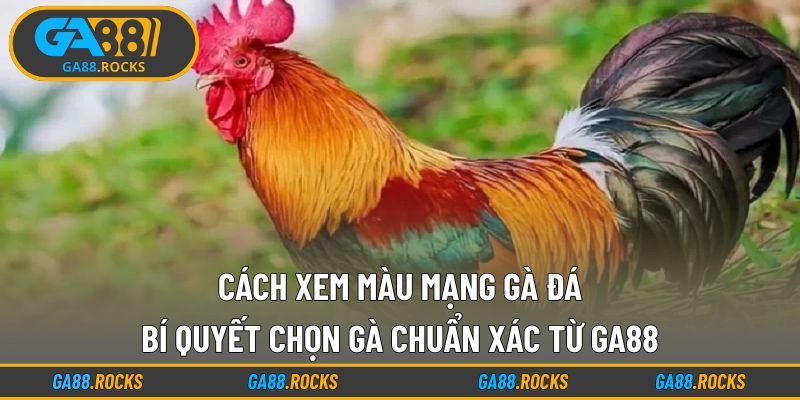 Cách Xem Màu Mạng Gà Đá
