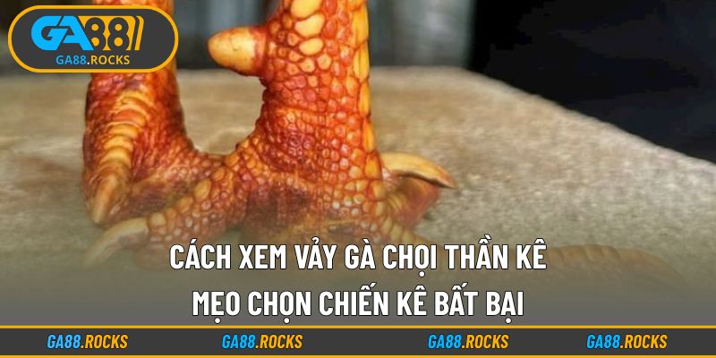 Cách Xem Vảy Gà Chọi Thần Kê