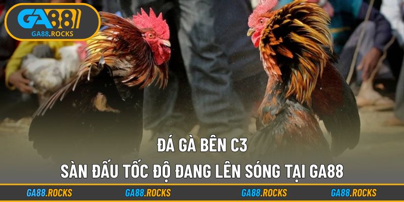 Đá Gà Bên C3
