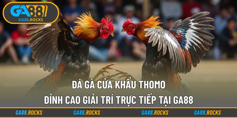 Đá Gà Cửa Khẩu Thomo