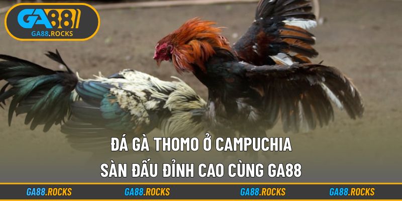 Đá Gà Thomo Ở Campuchia