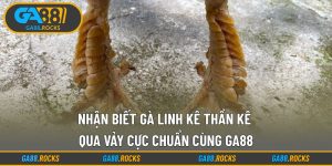Nhận Biết Gà Linh Kê Thần Kê Qua Vảy