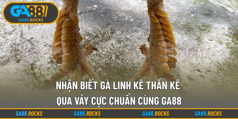 Nhận Biết Gà Linh Kê Thần Kê Qua Vảy